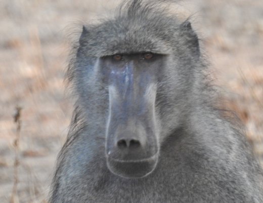 Male Baboon