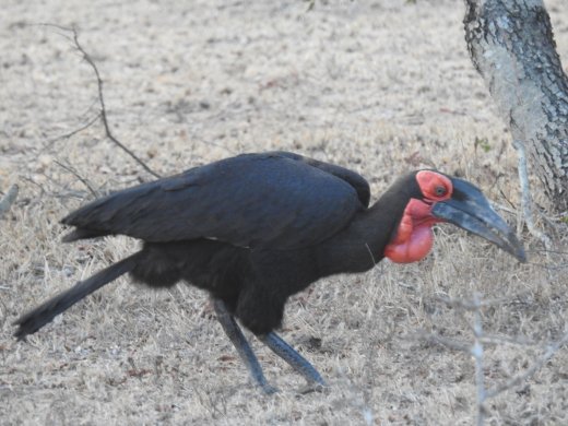 Ground Southern Horn Bill