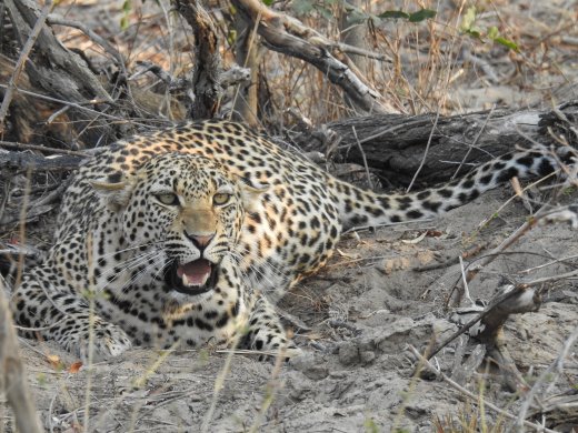 Female Leopard