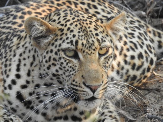 Female Leopard