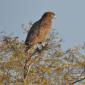 Brown Snake Eagle