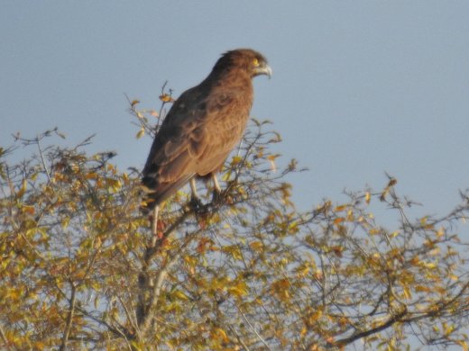 Brown Snake Eagle
