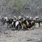 Wild Dogs