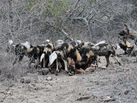 Wild Dogs