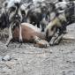 Wild Dogs