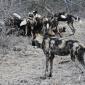 Wild Dogs