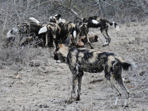 Wild Dogs