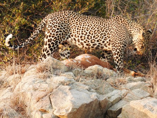 Male Leopard