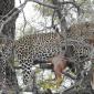 Leopard with Impala kill