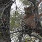 Leopard with Impala kill