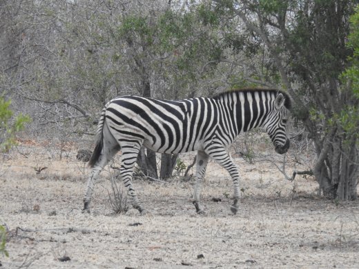 Zebra