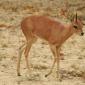 Steenbok