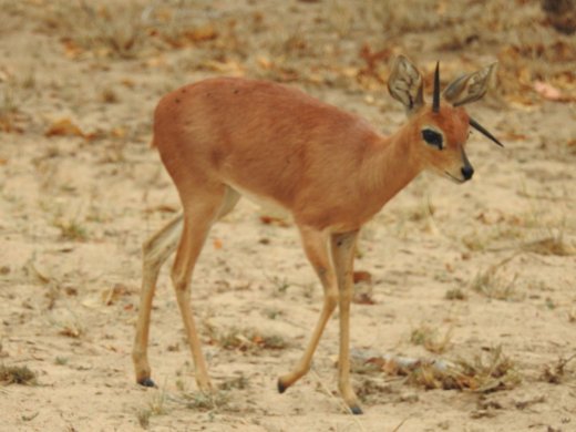 Steenbok