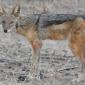Black-Backed Jackal