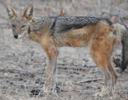 Black-Backed Jackal