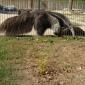 Giant Anteater