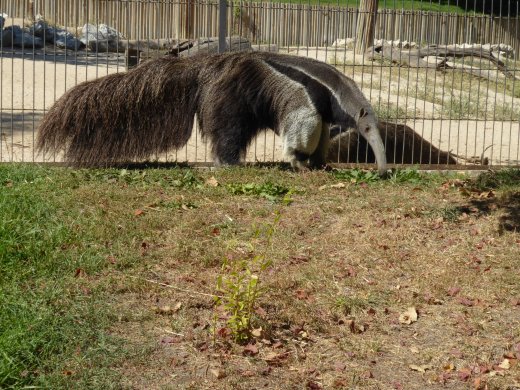 Giant Anteater
