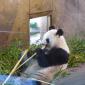 Giant Panda 