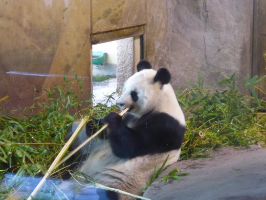 Giant Panda 