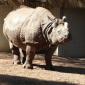 Indian Rhino
