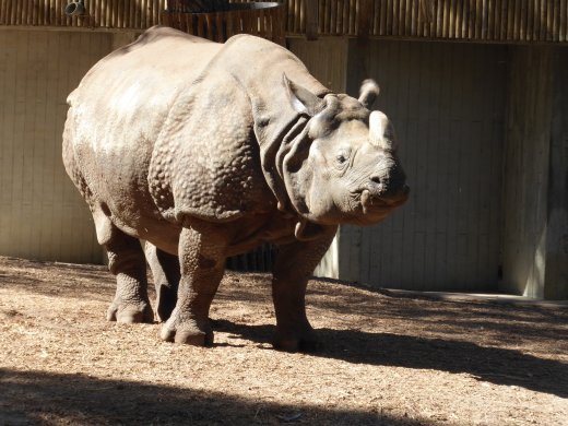 Indian Rhino