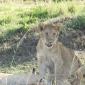 Group of 11 Juvenile Lions