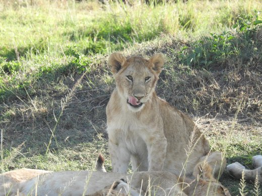 Group of 11 Juvenile Lions
