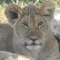 Group of 11 Juvenile Lions