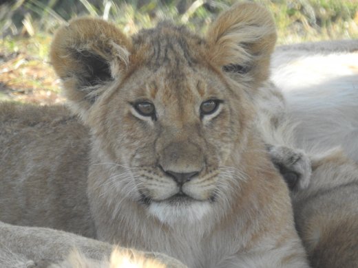 Group of 11 Juvenile Lions