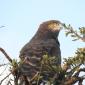 Brown Snake Eagle