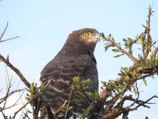 Brown Snake Eagle