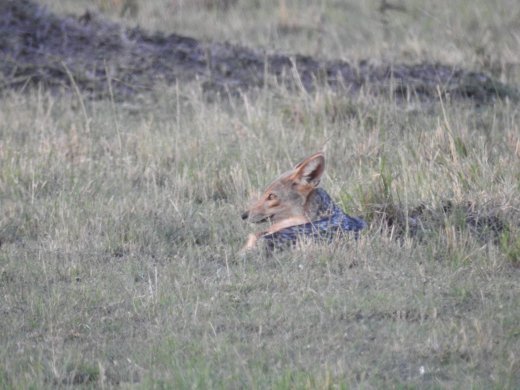 Black-Backed Jackal