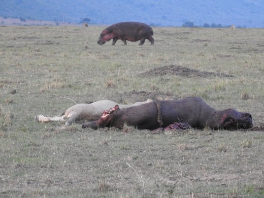 Hippo behind Hippo Kill