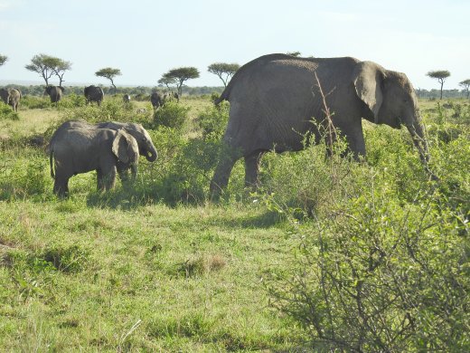 Elephants