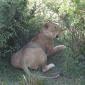 Lone Female Lion