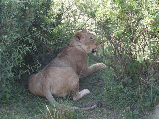 Lone Female Lion