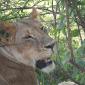 Lone Female Lion