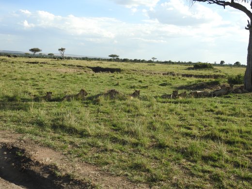 Group of 11 Juvenile Lions