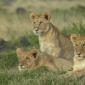 Group of 11 Juvenile Lions