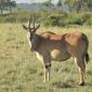 Eland