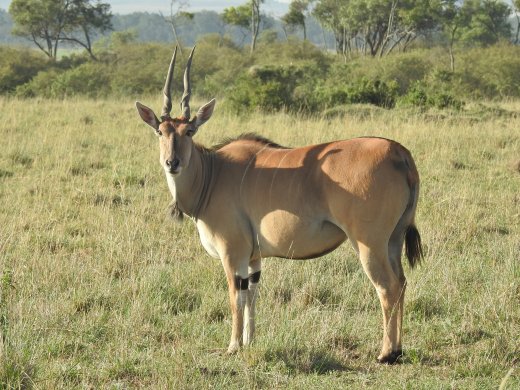 Eland