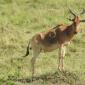 Red Hartebeest