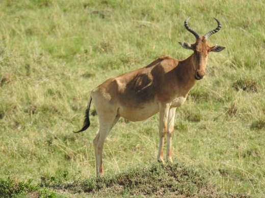 Red Hartebeest