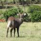 Defassa Waterbuck