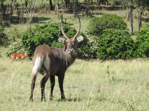 Defassa Waterbuck
