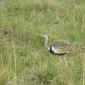 Black Breasted Bustard