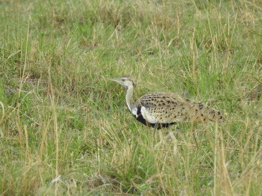 Black Breasted Bustard