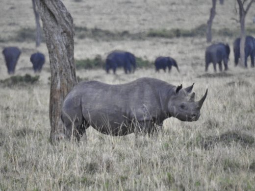 Female Black Rhino