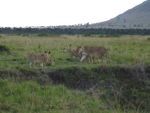 11 Juvenile Lions