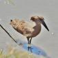 Hamerkop